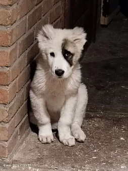 Щенок Алабая