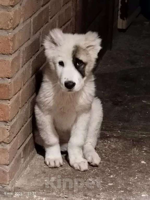 Собаки в Ростове-на-Дону: Щенок Алабая Мальчик, 12 000 руб. - фото 1