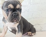 Собаки в Ореховом-Зуево: Французский бульдог Девочка, 40 000 руб. - фото 1