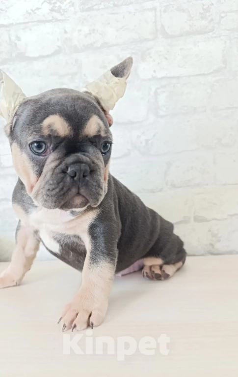 Собаки в Ореховом-Зуево: Французский бульдог Девочка, 40 000 руб. - фото 1