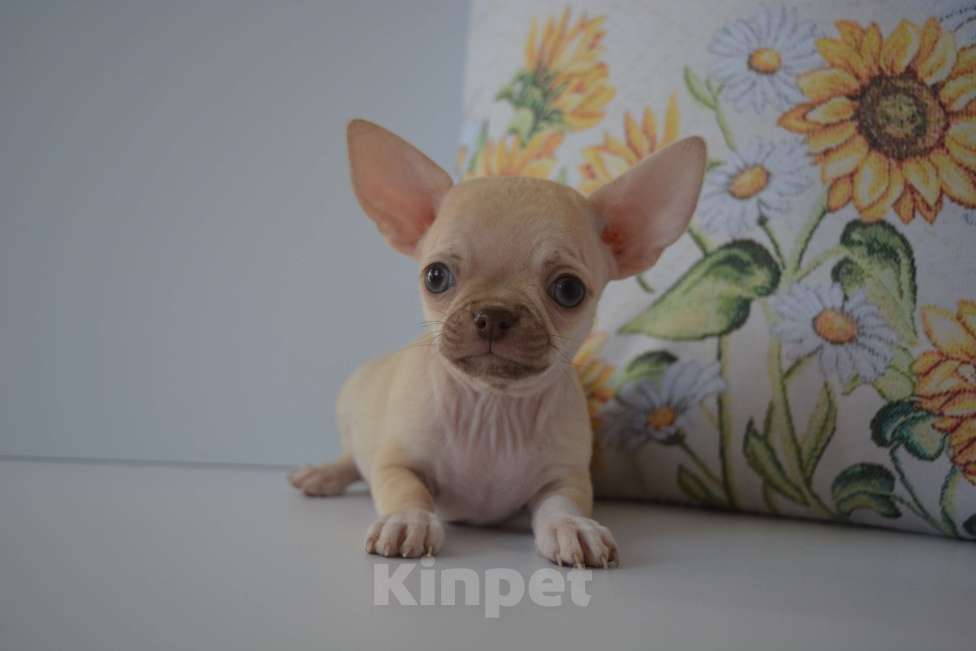 Собаки в Екатеринбурге: щенки чихуахуа Разнополые, 25 000 руб. - фото 2