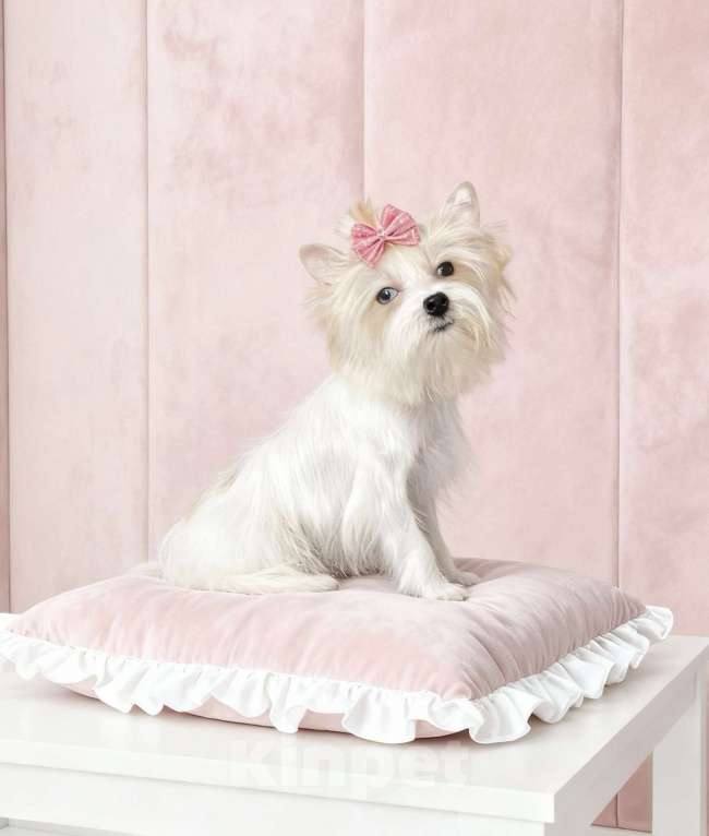 Собаки в Москве: Белый йорк с голубыми глазами девочка Девочка, 130 000 руб. - фото 9