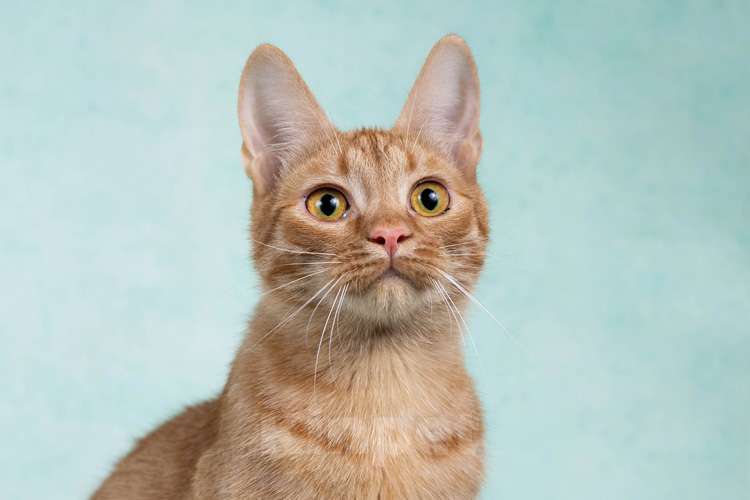 Кошки в Москве: Юна, чудесная ласковая кошечка-подросток ищет дом Девочка, 10 руб. - фото 4