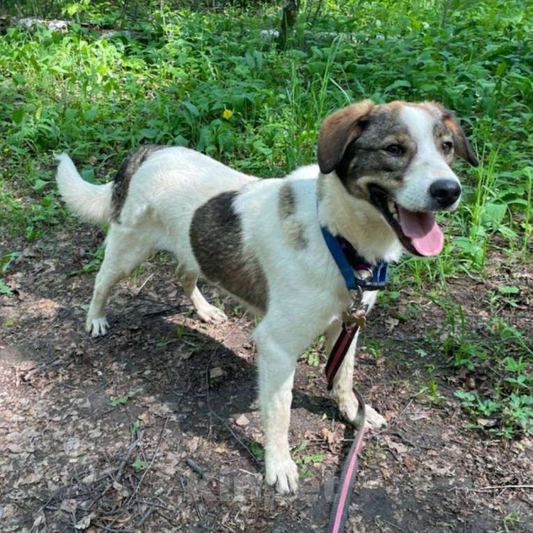 Собаки в Москве: Денди Мальчик, Бесплатно - фото 3