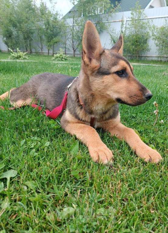 Собаки в Москве: Малышка щенок-девочка Ассоль в добрые руки Девочка, Бесплатно - фото 2