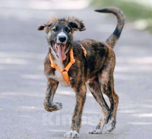 Собаки в Москве: Выбери меня! Мальчик, Бесплатно - фото 3