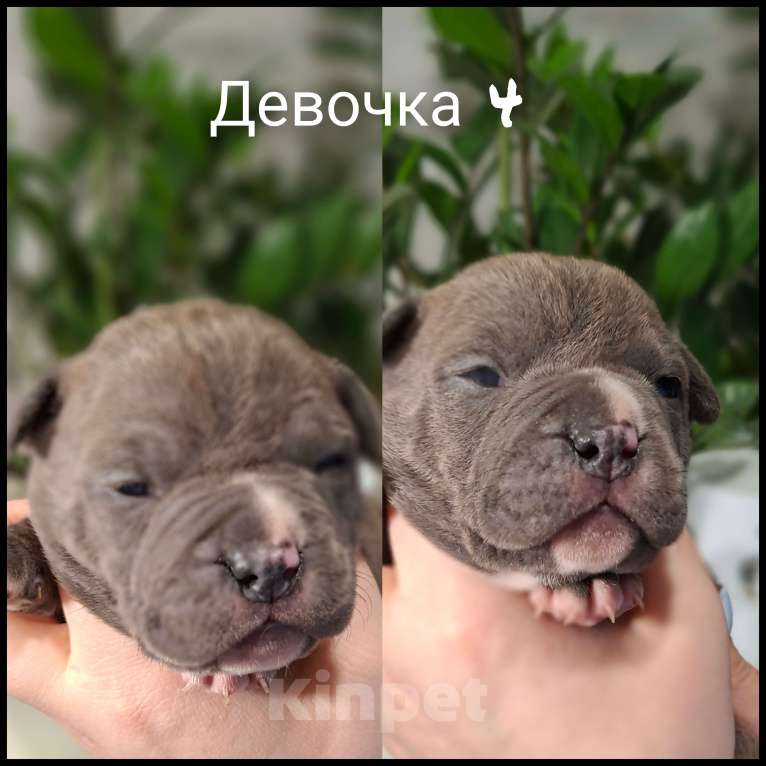 Собаки в Костроме: Американские булочки Девочка, 70 000 руб. - фото 3