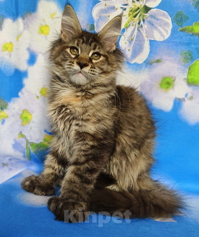 Кошки в Москве: Котёнок Мейн-Кун Полидакт. Девочка Девочка, 100 000 руб. - фото 4