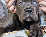 Собаки в других городах Московской области: Красотка Кане корсо Девочка, 130 000 руб. - фото 1