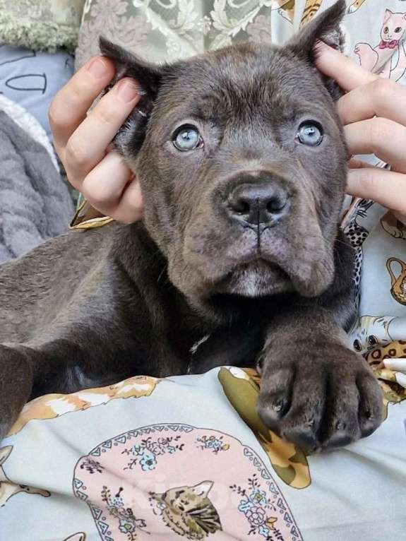 Собаки в других городах Московской области: Красотка Кане корсо Девочка, 130 000 руб. - фото 1