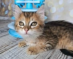 Кошки в Москве: Котёнок необычного окраса в добрые руки Мальчик, Бесплатно - фото 7