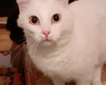 Кошки в Краснозаводске: Кот Рики Мальчик, 1 руб. - фото 1