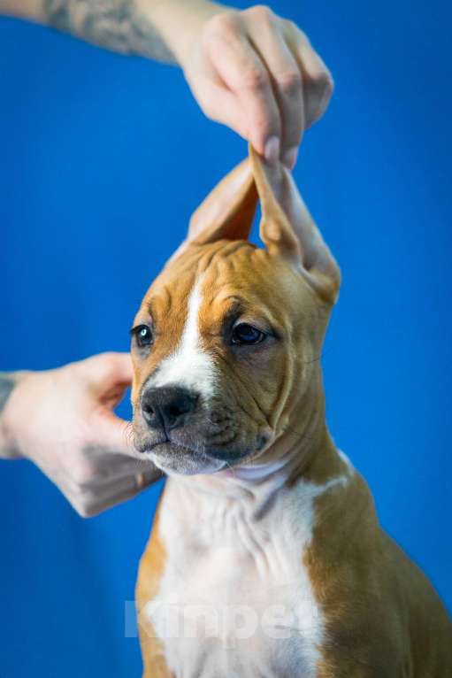 Собаки в Красногорске: Девочки Девочка, 50 000 руб. - фото 1