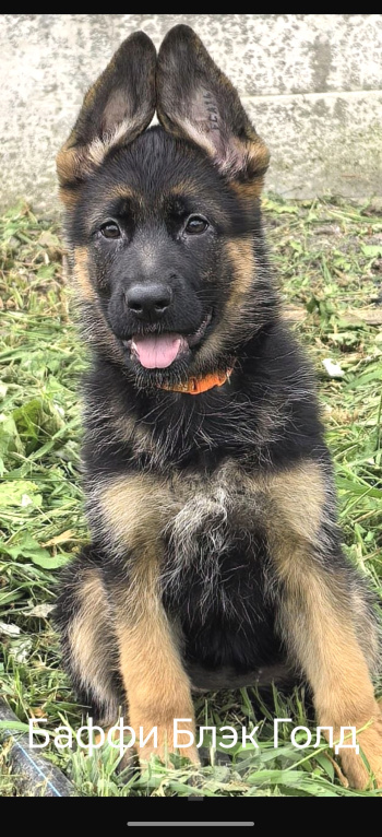 Собаки в других городах Сахалинской области: Щенки немецкой овчарки Разнополые, 60 000 руб. - фото 4