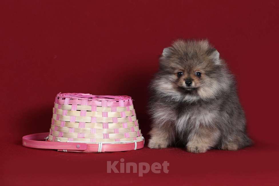 Собаки в Курске: Померанский шпиц щенок Девочка, Бесплатно - фото 4