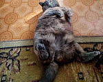 Кошки в Барыше: Кошечка стерилизована, Бесплатно - фото 2