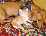 Кошки в Сертолово: Злата , золотистое облачко, 10 руб. - фото 7