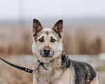 Собаки в Москве: Дрессированная овчарка в добрые руки Девочка, Бесплатно - фото 6