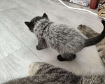 Кошки в Москве: Домовёнок Мальчик, Бесплатно - фото 1