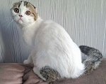 Кошки в Ярославле: Шотландский вислоухий короткошерстный малыш Мальчик, 25 000 руб. - фото 5