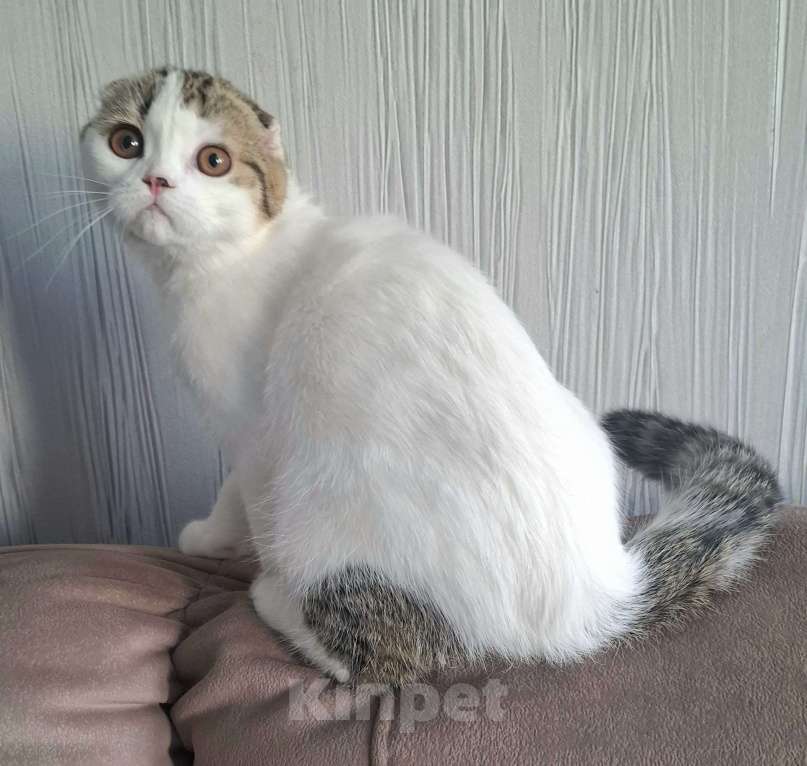 Кошки в Ярославле: Шотландский вислоухий короткошерстный малыш Мальчик, 25 000 руб. - фото 5