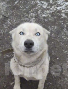 Собаки в других городах Воронежской области: В добрые руки  Девочка, Бесплатно - фото 1