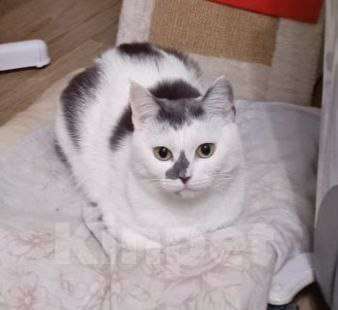 Кошки в других городах Московской области: Кошки в добрые руки Девочка, Бесплатно - фото 2