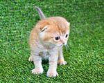 Кошки в Сургуте: Шотландский вислоухий котёнок золотая шиншилла Мальчик, 35 000 руб. - фото 2