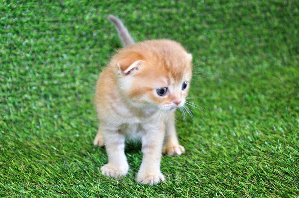 Кошки в Сургуте: Шотландский вислоухий котёнок золотая шиншилла Мальчик, 35 000 руб. - фото 2