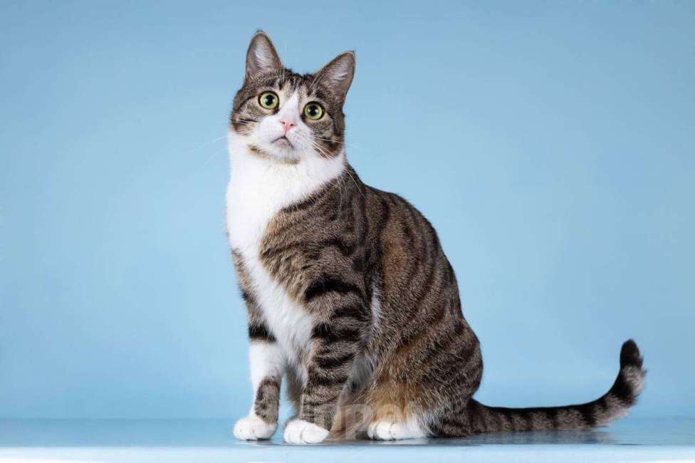 Кошки в Москве: Кошечка Бонни ищет доброе сердце.  Девочка, Бесплатно - фото 2