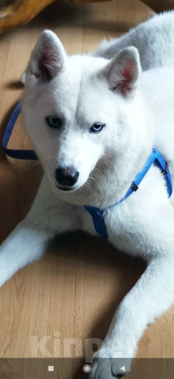 Собаки в Новосибирске: Сибирский хаски Девочка, 5 000 руб. - фото 4