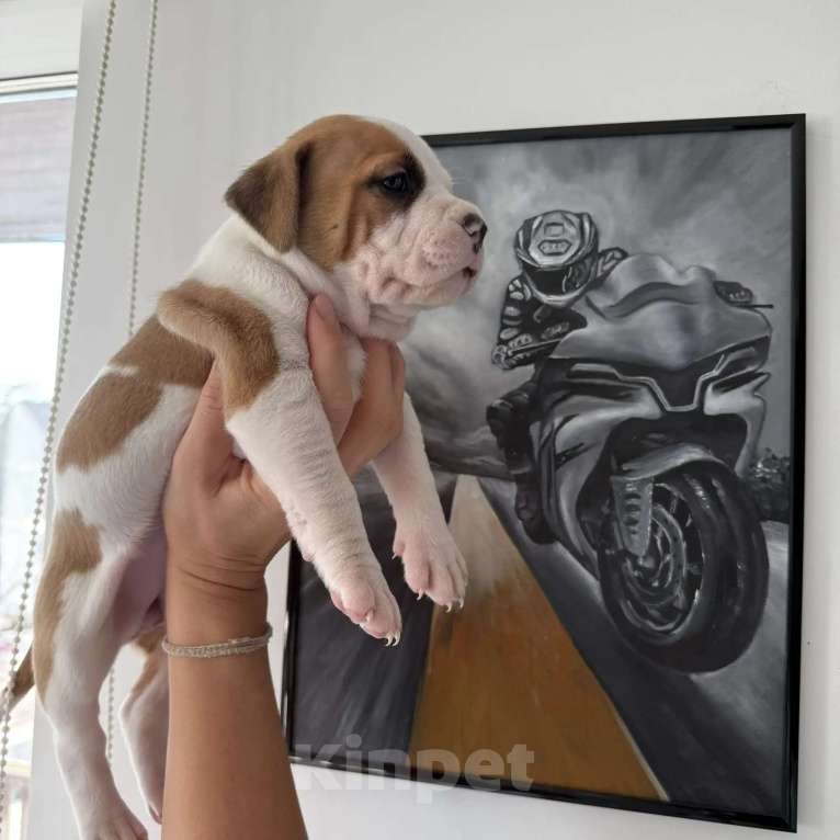 Собаки в других городах Московской области: Предлагается к продаже девочка Амстаффа Девочка, 50 000 руб. - фото 2