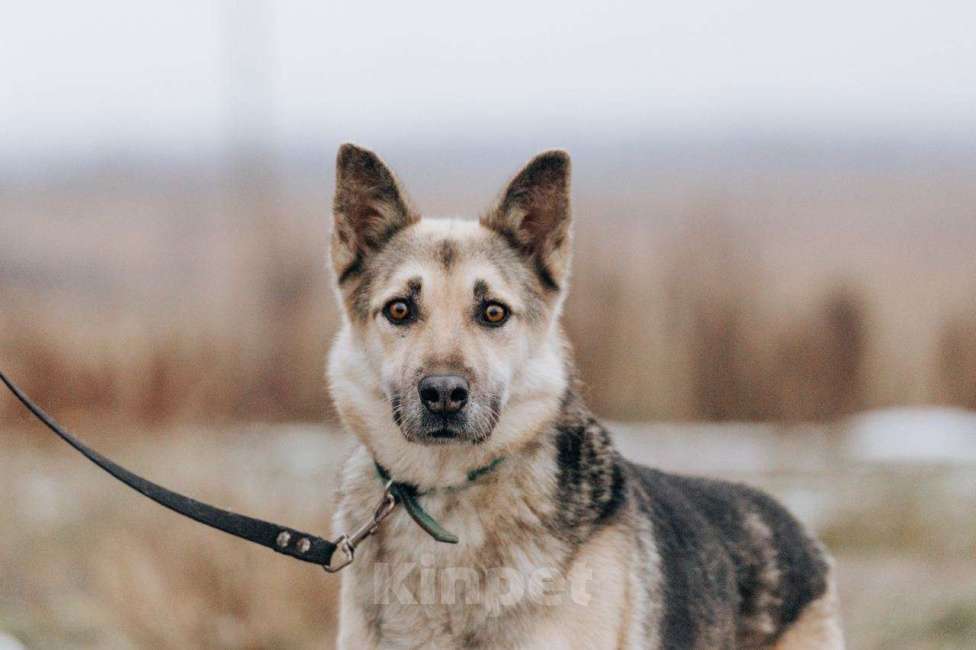 Собаки в Москве: Дрессированная овчарка в добрые руки Девочка, Бесплатно - фото 6