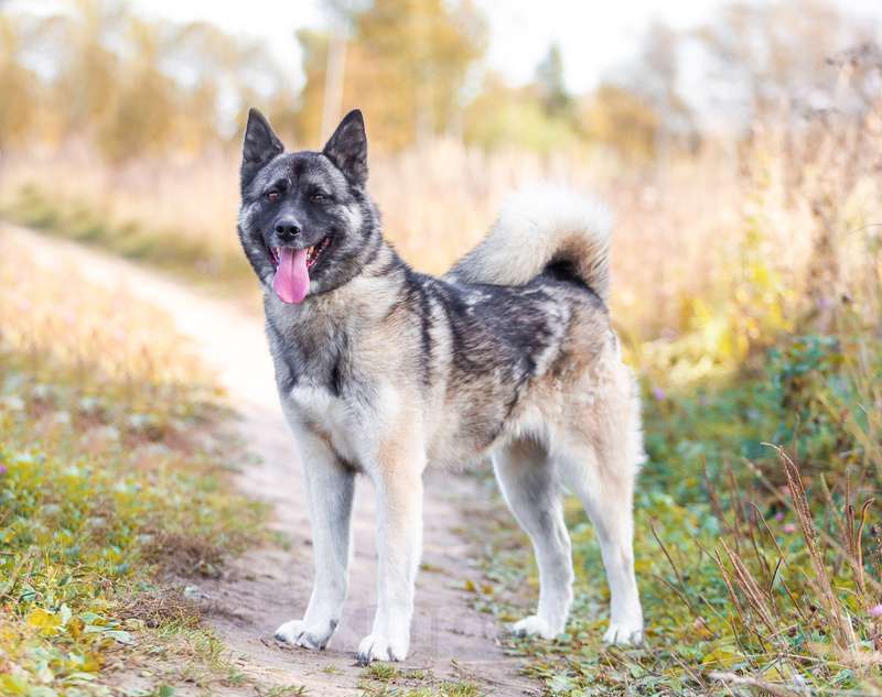 Собаки в Люберцах: Молодая американская акита Нори в добрые руки Девочка, 1 руб. - фото 5