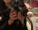 Кошки в Санкт-Петербурге: Пропал кот  Мальчик, 5 000 руб. - фото 2
