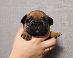 Собаки в других городах Московской области: Французский бульдог Мальчик, 30 000 руб. - фото 1