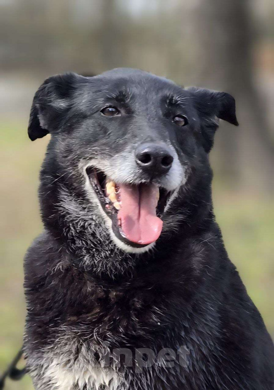Собаки в Королеве: Очаровательная девчонка по имени Майя ищет дом! Девочка, Бесплатно - фото 5