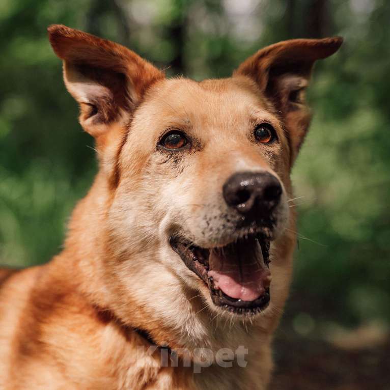 Собаки в Москве: Пунш Мальчик, Бесплатно - фото 4