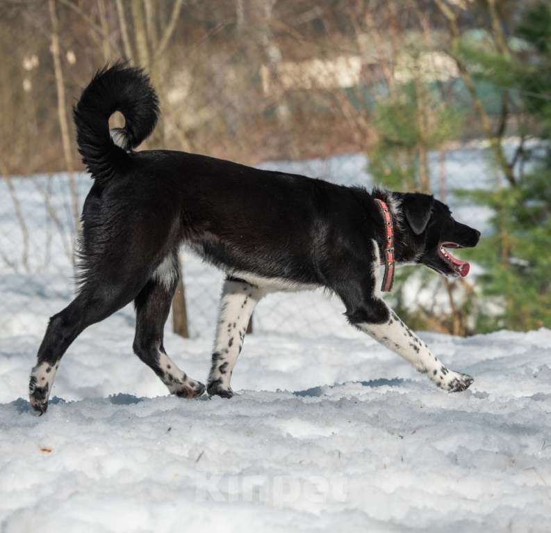 Собаки в Москве: Щенок подросток 10 месяцев Лана в добрые руки Девочка, Бесплатно - фото 2