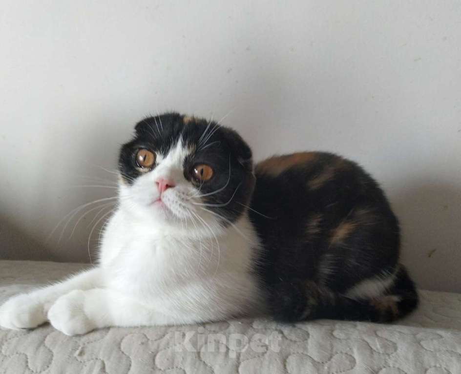 Кошки в Москве: Шотландская принцесса Девочка, 5 000 руб. - фото 1