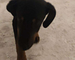 Собаки в Нижневартовске: В доброе руки Девочка, Бесплатно - фото 3