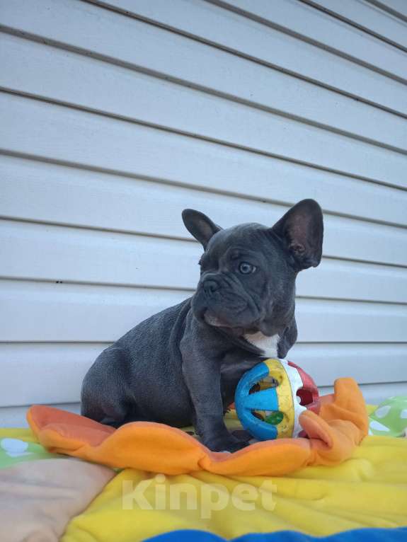 Собаки в других городах Ленинградской области: Щенки Мерлешки Девочки и Мальчики  Девочка, 40 000 руб. - фото 9