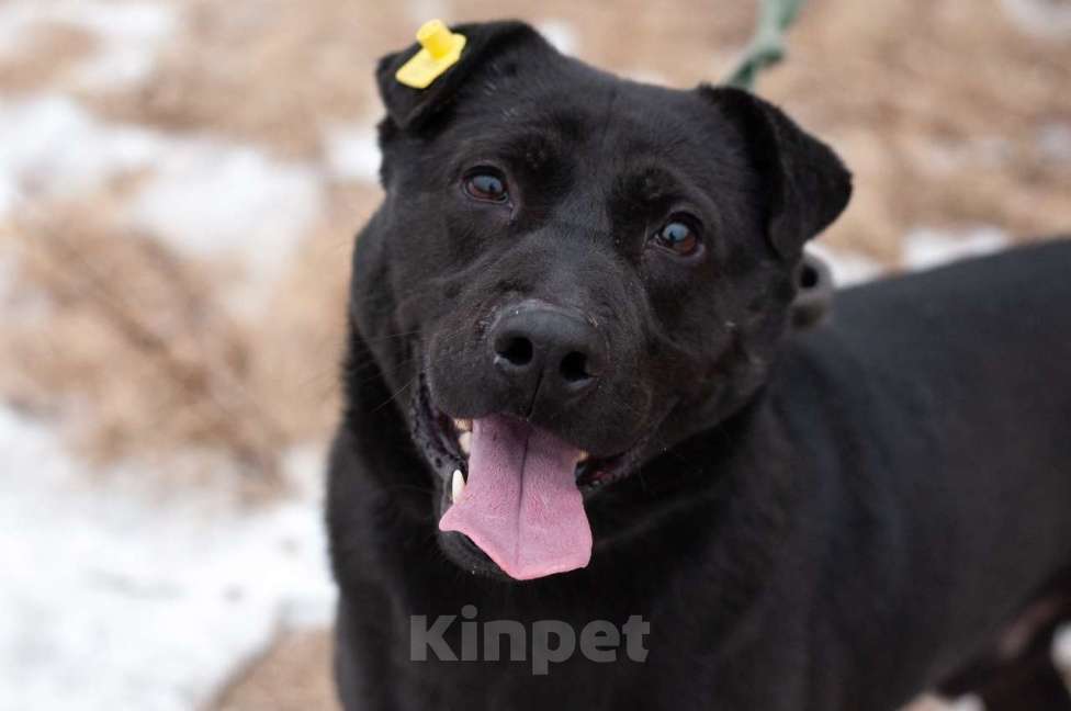 Собаки в Ногинске: Шикарного окраса шикарный парень в поиске своих Мальчик, Бесплатно - фото 5