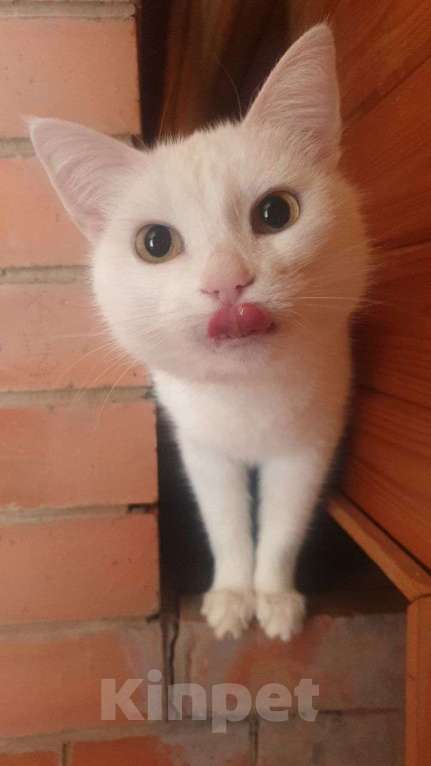 Кошки в Дмитрове: Кошечки стерилизованные  Девочка, Бесплатно - фото 4