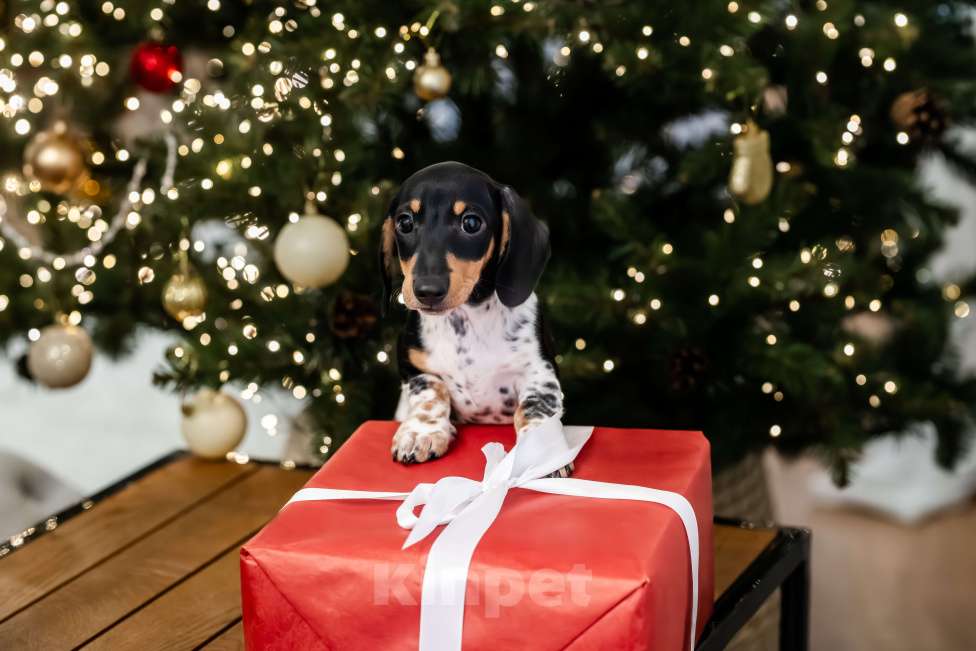 Собаки в других городах Московской области: Кроличья такса , пайнболд( Американский окрас) Мальчик, 200 000 руб. - фото 1