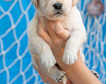 Собаки в Краснодаре: Щенки золотистого ретривера с документами РКФ Мальчик, 45 000 руб. - фото 6