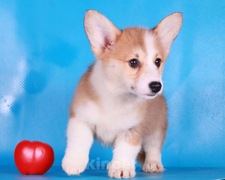 Собаки в Москве: вельш корги пемброк щенки Девочка, 80 000 руб. - фото 3