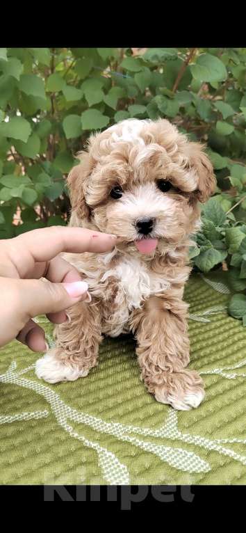 Собаки в Краснодаре: Щенки Мальтипу  Мальчик, Бесплатно - фото 6