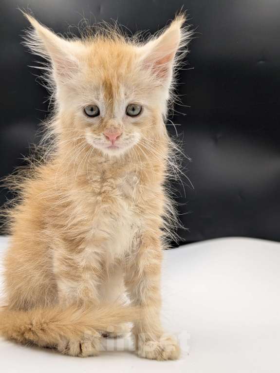 Кошки в Москве: Мейнкун  Мальчик, 70 000 руб. - фото 2