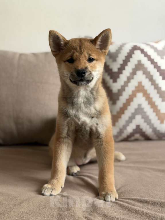 Собаки в Севастополе: Сиба-ину щенок девочка Девочка, 60 000 руб. - фото 5
